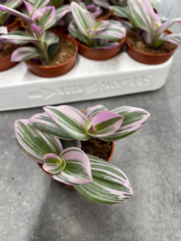 Tradescantia ‘Nanouk’