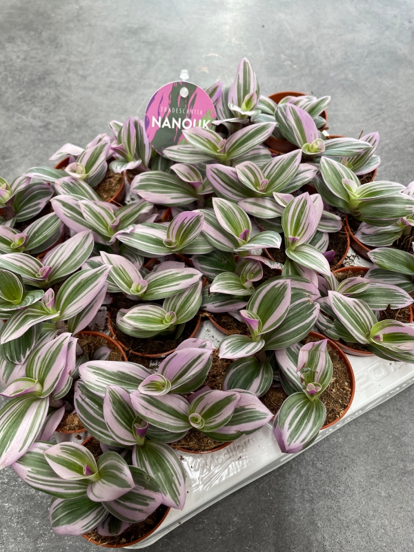 Tradescantia ‘Nanouk’