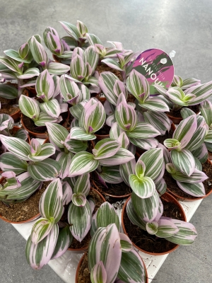 Tradescantia ‘Nanouk’