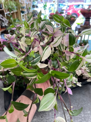 Tradescantia’Quadricolour’