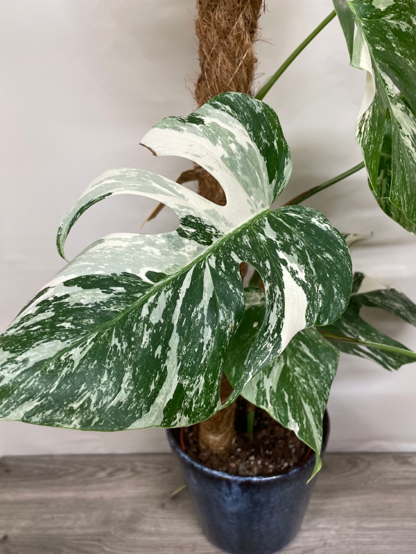 Variegated Monstera