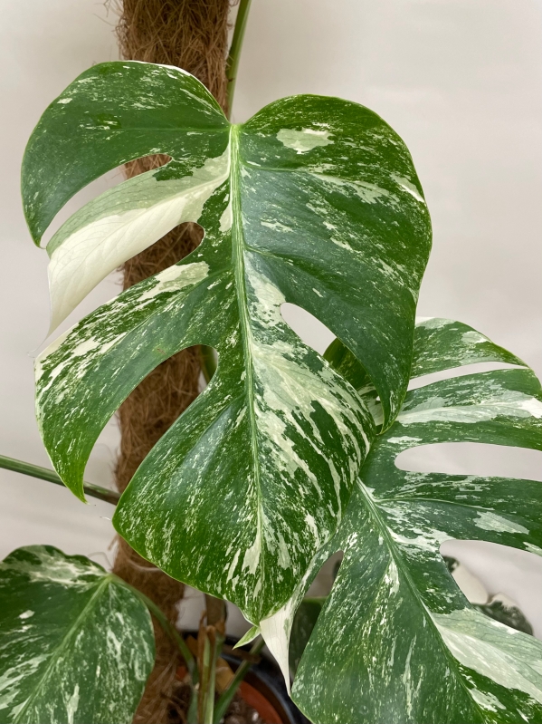 Variegated Monstera