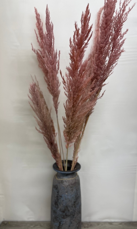 Vintage Pink Pampas Grass