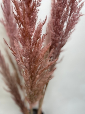 Vintage Pink Pampas Grass