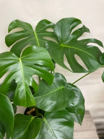 Monstera Plant