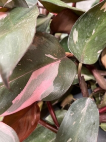 Philodendron Pink Princess