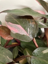 Philodendron Pink Princess