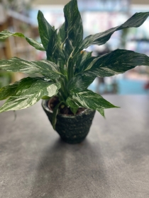 Spathiphyllum ‘Diamond’