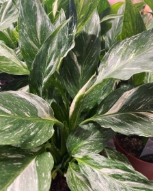 Spathiphyllum ‘Diamond’