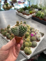 Cacti ‘Mini’