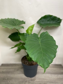 Alocasia ‘California’