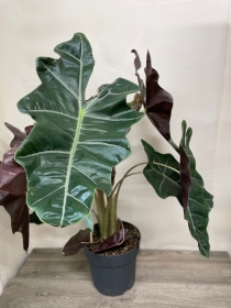 Alocasia ‘Sandriana’