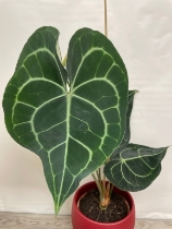 Anthurium ‘Clarinervium’