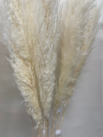 Bleached Pampas Grass