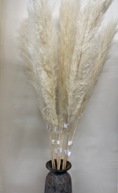 Bleached Pampas Grass