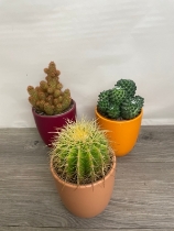 Cacti in Pots