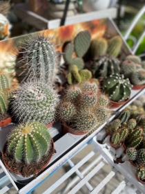 Cacti large