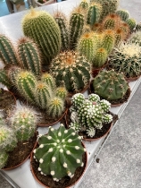 Cacti Medium