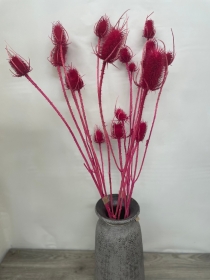 Cerise Teasel