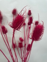 Cerise Teasel