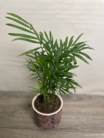 Chamaedorea Elegans ‘Parlour Palm’