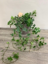 Ivy Plant With Container