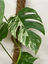 Monstera Variegated