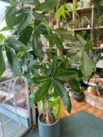 Pachira Aquatica ‘Money Plant’