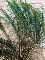 Peacock Wing Feathers