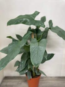 Philodendron Grey Pyramid