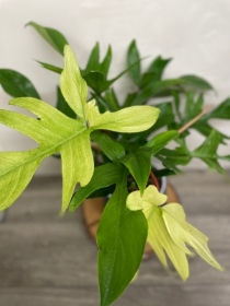 Philodendron ‘Florida Ghost’