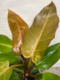 Philodendron ‘Prince of Orange’