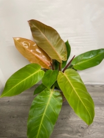 Philodendron ‘Prince of Orange’