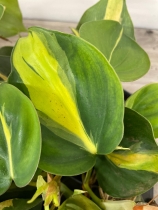 Philodendron ‘Scandens Brazil’