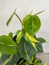 Philodendron ‘Scandens Brazil’