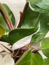 Philodendron ‘White Knight’