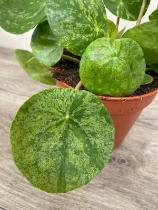 Pilea Mojita