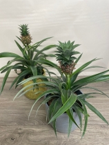 Pineapple Plant