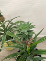 Pineapple Plant