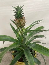 Pineapple Plant