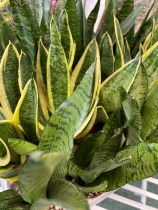 Sansevieria