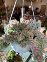 Sedum Buritto