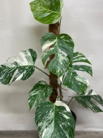 Variegated Monstera